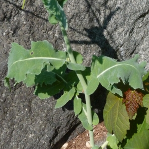 Photographie n°27957 du taxon Brassica napus L. [1753]