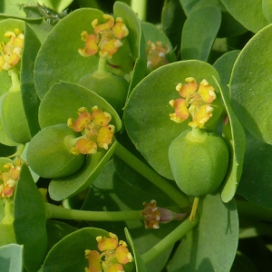 Photographie n°27960 du taxon Euphorbia myrsinites L. [1753]