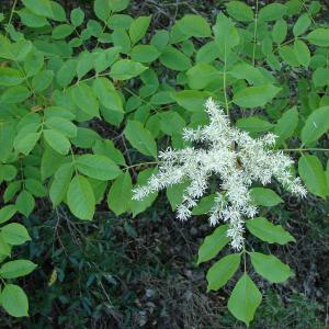 Photographie n°27971 du taxon Fraxinus ornus L. [1753]