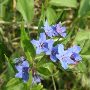 Photographie n°27973 du taxon Lithospermum purpurocaeruleum L. [1753]