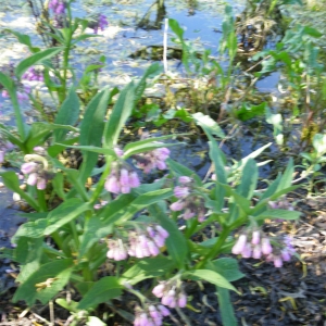 Photographie n°27986 du taxon Symphytum officinale L. [1753]