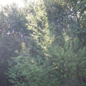 Salix ×chrysocoma Dode (Saule pleureur doré)