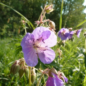 Photographie n°27998 du taxon Geranium pratense L. [1753]