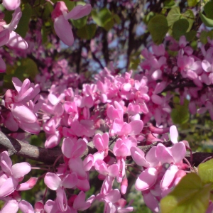 Photographie n°28011 du taxon Cercis siliquastrum L. [1753]