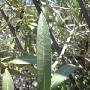 Photographie n°28018 du taxon Nerium oleander L. [1753]