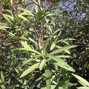 Photographie n°28020 du taxon Nerium oleander L. [1753]