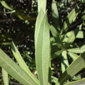 Photographie n°28022 du taxon Nerium oleander L. [1753]