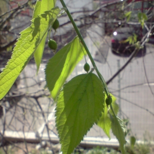 Photographie n°28023 du taxon Celtis australis L. [1753]