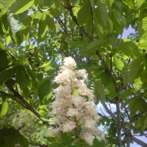 Photographie n°28065 du taxon Aesculus hippocastanum L. [1753]