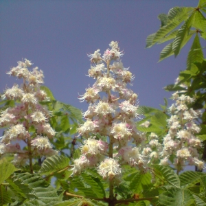 Photographie n°28068 du taxon Aesculus hippocastanum L. [1753]