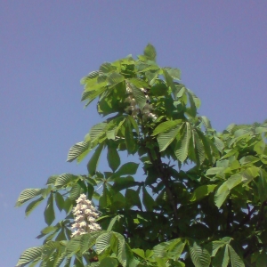 Photographie n°28071 du taxon Aesculus hippocastanum L. [1753]