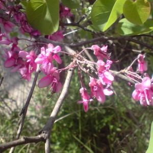 Photographie n°28074 du taxon Cercis siliquastrum L. [1753]