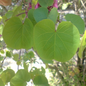 Photographie n°28076 du taxon Cercis siliquastrum L. [1753]