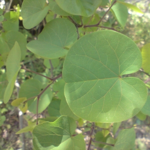 Photographie n°28078 du taxon Cercis siliquastrum L. [1753]