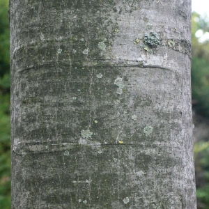 Photographie n°28179 du taxon Celtis australis L. [1753]