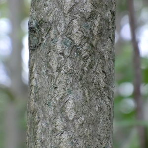 Photographie n°28331 du taxon Ailanthus altissima (Mill.) Swingle [1916]