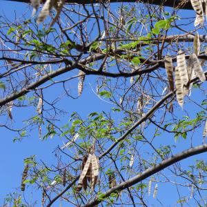 Photographie n°28376 du taxon Albizia julibrissin Durazz. [1772]