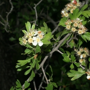 Photographie n°28462 du taxon Crataegus monogyna Jacq. [1775]