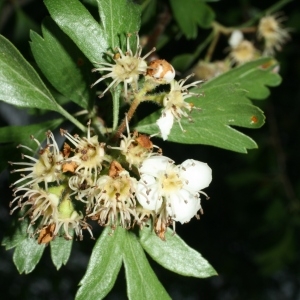 Photographie n°28464 du taxon Crataegus monogyna Jacq. [1775]