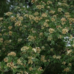 Photographie n°28469 du taxon Crataegus monogyna Jacq. [1775]