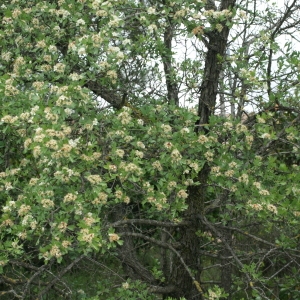 Photographie n°28472 du taxon Crataegus monogyna Jacq. [1775]