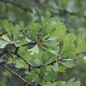 Photographie n°28475 du taxon Crataegus monogyna Jacq. [1775]