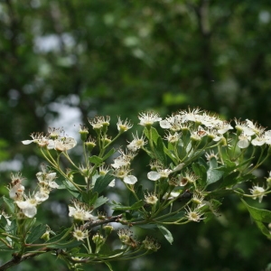 Photographie n°28482 du taxon Crataegus monogyna Jacq. [1775]