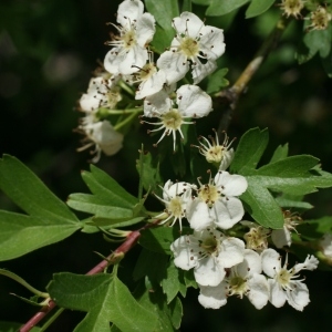 Photographie n°28485 du taxon Crataegus monogyna Jacq. [1775]