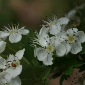 Photographie n°28487 du taxon Crataegus monogyna Jacq. [1775]