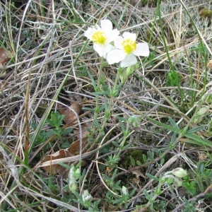 Photographie n°28490 du taxon Helianthemum apenninum (L.) Mill. [1768]