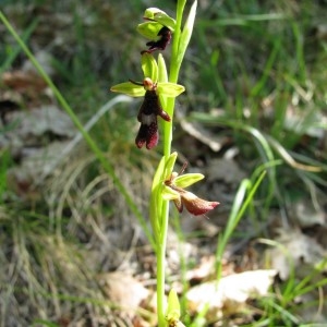 Photographie n°28491 du taxon Ophrys insectifera L. [1753]