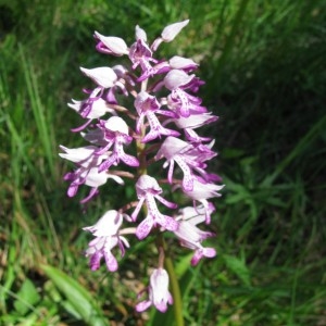 Photographie n°28496 du taxon Orchis militaris L. [1753]