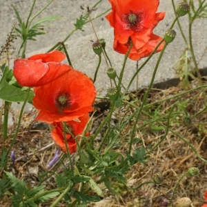 Photographie n°28561 du taxon Papaver rhoeas L.