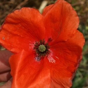 Photographie n°28562 du taxon Papaver rhoeas L.