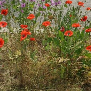 Photographie n°28613 du taxon Papaver rhoeas L.