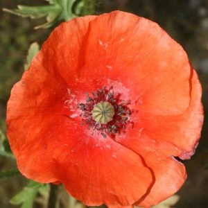 Photographie n°28618 du taxon Papaver rhoeas L.