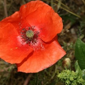 Photographie n°28619 du taxon Papaver rhoeas L.