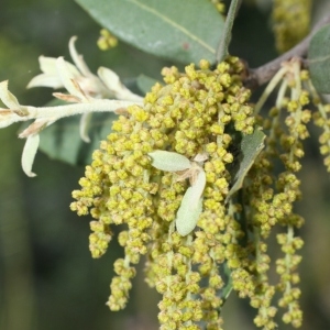 Photographie n°28712 du taxon Quercus ilex L. [1753]