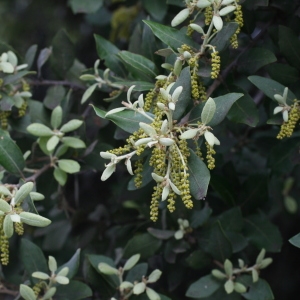 Photographie n°28715 du taxon Quercus ilex L. [1753]