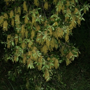 Photographie n°28728 du taxon Quercus ilex L. [1753]