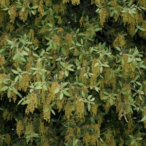 Photographie n°28730 du taxon Quercus ilex L. [1753]