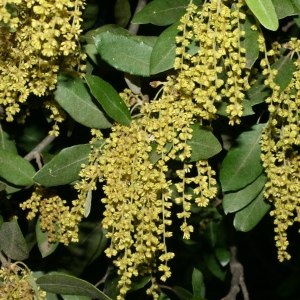 Photographie n°28731 du taxon Quercus ilex L. [1753]