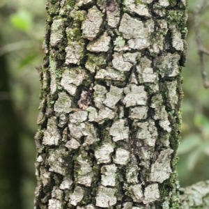 Photographie n°28746 du taxon Quercus ilex L. [1753]