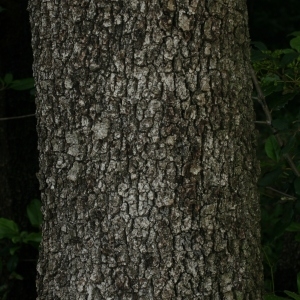 Photographie n°28759 du taxon Quercus ilex L. [1753]