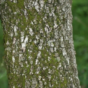 Photographie n°28766 du taxon Quercus ilex L. [1753]