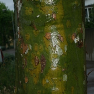 Photographie n°28772 du taxon Platanus x hispanica Mill. ex Münchh. [1770]