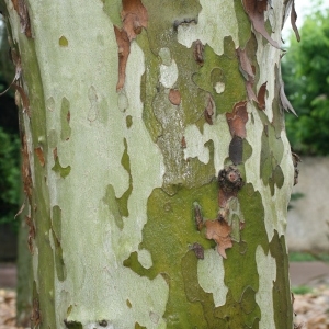 Photographie n°28776 du taxon Platanus x hispanica Mill. ex Münchh. [1770]