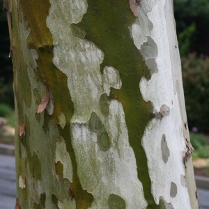 Photographie n°28777 du taxon Platanus x hispanica Mill. ex Münchh. [1770]