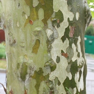 Photographie n°28779 du taxon Platanus x hispanica Mill. ex Münchh. [1770]