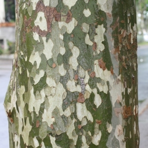 Photographie n°28785 du taxon Platanus x hispanica Mill. ex Münchh. [1770]